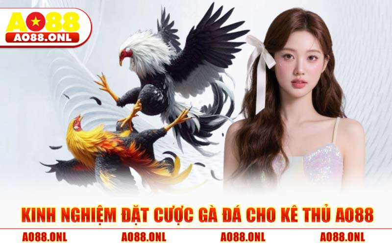 Kinh Nghiệm Đặt Cược Gà Đá Cho Kê Thủ AO88