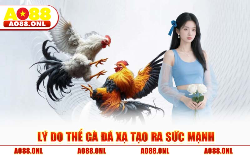 Lý Do Thế Gà Đá Xạ Tạo Ra Sức Mạnh
